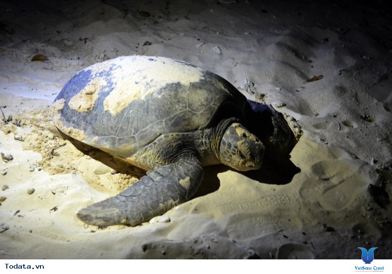 Xem Rùa đẻ trứng Xem Rùa đẻ trứng